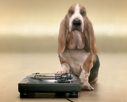 Beatboxing Basset