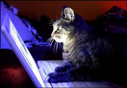 Katze am Macbook 1