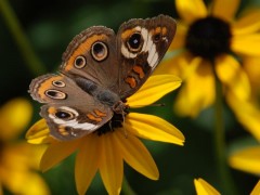 'Buckeye on Susans' by Jenny Pansing